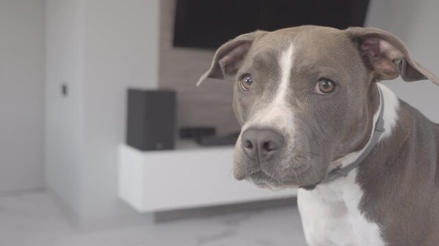 Portrait of American Staffordshire terrier dog