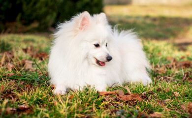 White fluffy spitz lies in the grass on the background of the park. The dog turned its head to the...