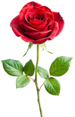 Fototapeta premium Rose, red rose