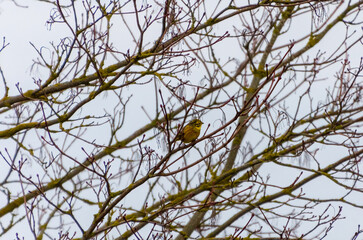 The European serin, or simply the serin (Serinus serinus) is sitting on leafless branch, enjoy the...