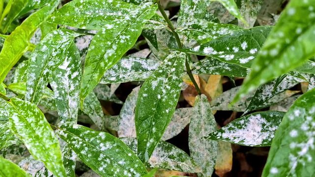 Infectious disease leaves of flowers. White bloom on plant, powdery mildew