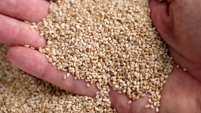 Organic sesame seeds as a fragrant baking seasoning falling on the gourmet hand in slow motion. Harvest concept