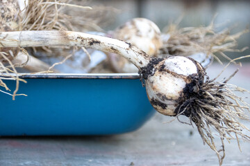 Freshly harvested garlic bulb with dirt, resting on a blue tray