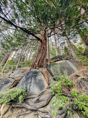 Tree growing out of a rock
