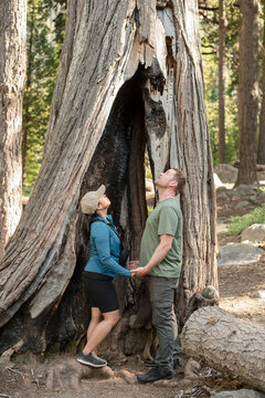 Couple holding hands under an opening of a large tree
