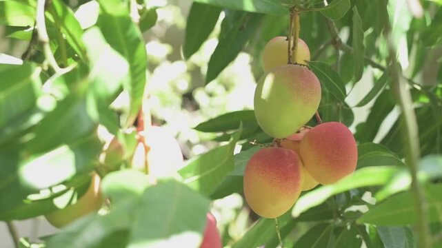 Ripe mangoes hanging and swaying on a tree in Hawaii