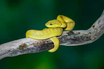 Trimeresurus Insularis Yellow, Beautiful Pit Viper