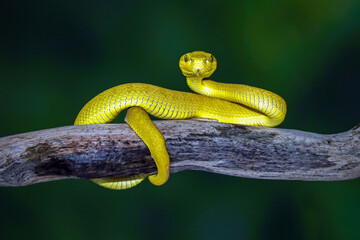 Trimeresurus Insularis Yellow, Beautiful Pit Viper