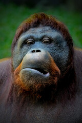 Portrait closeup of bornean orangutan © Cavan