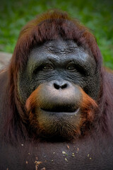 Portrait closeup of bornean orangutan © Cavan