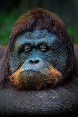 Portrait closeup of bornean orangutan