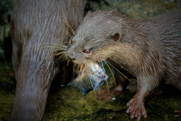 Portrait closeup of Otter with prey