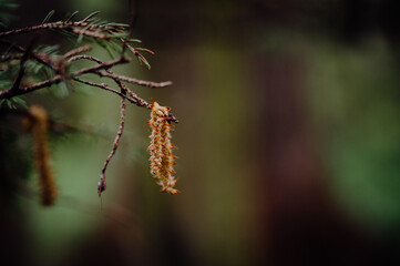 Forest branch close-up with greenery on a rainy day