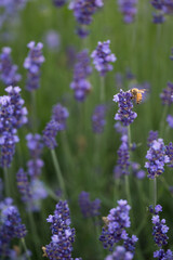 Bee on blooming lavender flower with blurred green background.