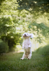 Maltese dog jumping and bubbles. A playing dog.