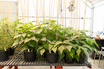 Plant starts growing in pots
