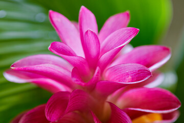 Close-up view of pink siam tulip flower blooming  in garden