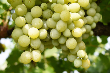 Close up of grapes hanging on Vine, Hanging grapes. Grape farming. Grapes farm. Tasty green grape bunches hanging on branch. Grapes With Selective Focus on the subject, Chakwal, Punjab, Pakistan