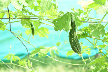 Bitter gourd or Green Bitter gourd hanging from a tree on a vegetable farm, ripe bitter gourd hanging from its vine within a greenhouse environment, Vegetable farm. Agriculture. Bitter gourd plant