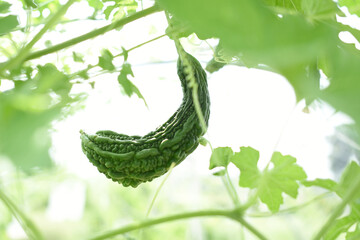 Bitter gourd or Green Bitter gourd hanging from a tree on a vegetable farm, ripe bitter gourd hanging from its vine within a greenhouse environment, Vegetable farm. Agriculture. Bitter gourd plant