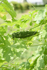 Bitter gourd or Green Bitter gourd hanging from a tree on a vegetable farm, ripe bitter gourd hanging from its vine within a greenhouse environment, Vegetable farm. Agriculture. Bitter gourd plant
