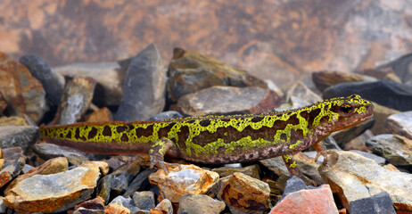 Zwerg-Marmormolch // Pygmy marbled newt  (Triturus pygmaeus)