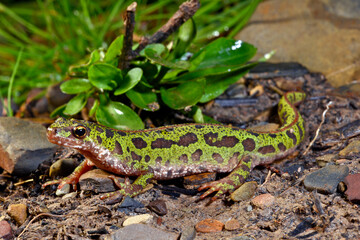 Zwerg-Marmormolch // Pygmy marbled newt  (Triturus pygmaeus)