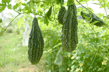 Bitter gourd or Green Bitter gourd hanging from a tree on a vegetable farm, ripe bitter gourd...