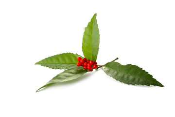 red berries of Sarcandra glabra isolated on a white background