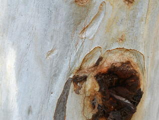 Eucalyptus tree bark texture, Bark of eucalyptus tree, seamless texture, a eucalyptus tree bark texture background image