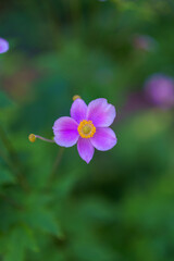 Fototapeta premium flower with dew drops