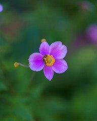 Fototapeta premium flower in the garden