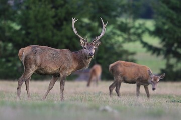 Obraz premium A herd of european red deer grazing on the medow. A majestic stag in the nature habitat. Cervus elaphus.
