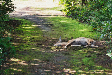 Reh - Tod - Wild - Natur - Krankheit - Leblos 
