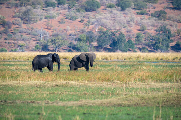 The African bush elephant, Loxodonta africana, also known as the African savanna elephant.