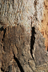 Eucalyptus tree bark texture, Bark of eucalyptus tree, seamless texture, a eucalyptus tree bark texture background image