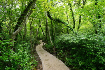 fine walkway in refreshing spring forest
