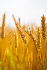 Fototapeta premium golden wheat field