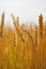 field of wheat