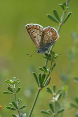 Vertical decentralized closeup on a Common blue butterfly, Polyommatus icarus with closed wing in vegetation