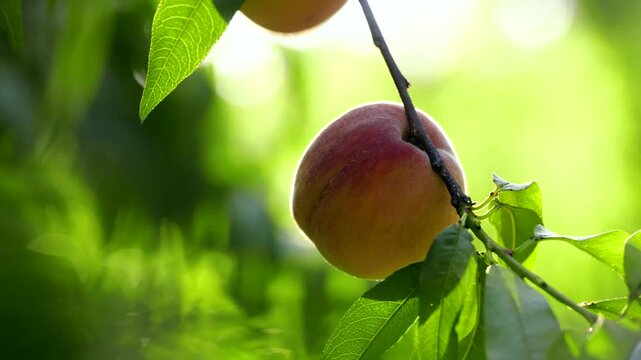 A fresh peach is on the branch in th summer morning