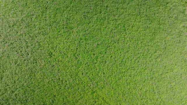 Verdant tapestry, lush emerald field of clover packed closely together