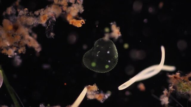 Study of Protozoa and Algae under the microscope for education.