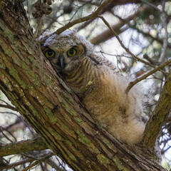 Coastal Great Horned Owl, Juvenile. Golden Gate Park, San Francisco, California, USA.