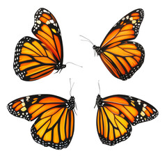 Fototapeta premium PNG Monarch butterflies in flight over a garden