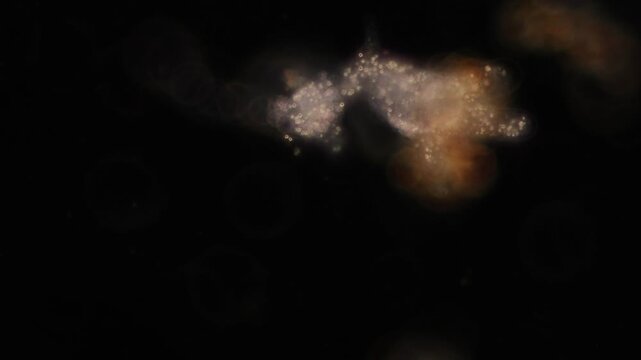 Study of Protozoa and Algae under the microscope for education.