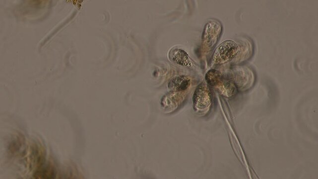 Study of Protozoa and Algae under the microscope for education.