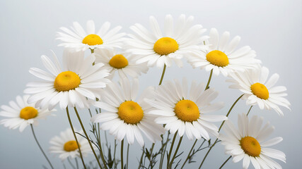 Fototapeta premium chamomile flowers, highlighting the delicate white petals and vibrant yellow centers