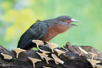 A young chestnut-breasted malkoha is preying on an earthworm. This beautifully colored bird has the scientific name Phaenicophaeus curvirostris.