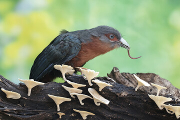 A young chestnut-breasted malkoha is preying on an earthworm. This beautifully colored bird has the scientific name Phaenicophaeus curvirostris.